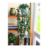 Lilac Home Yapay Çiçek Beyaz Saksıda 80 Cm Yoğun Yapraklı Koyu Yeşil Okaliptus Sarkıt