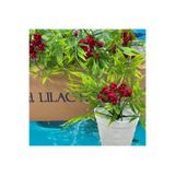 Lilac Home Yapay Çiçek Beyaz Saksıda Kokina Detaylı Ruscus