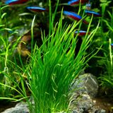 Lilaeopsis Mauritiana Akvaryum Zemin Bitkisi Ön Plan Akvaryum Bitkisi