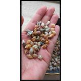 LilaHediyelikEşya 500 Adet Karışık Natural Minik Akvaryum ve Epoksi için Deniz Kabuğu Nassa Shell