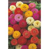 Lilliput Zinnia Tohumu Bodur Top Çiçekli Karışım Kirli Hanım Çiçeği