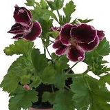 Lilo Mor Ceylangözü Sardunya Çiçeği Pelargonium 10-20 Cm