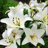 Lily Oriental White Kokulu Beyaz Çiçekli Zambak Soğanı (1 Aadet )
