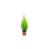 LİLYA BOTANİK Bodur Limon Servi Çam Ağacı 30-60 Cm