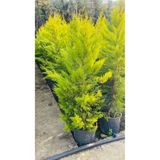 LİM 1.50 CM LİMON SERVİ ÇAM FİDANI
