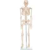 Limmy iskelet insan modeli 85 cm - 1 Adet