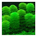 Limnophila Aquatica Bağ 5-6 Kök Canlı Bitki
