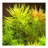 Limnophila Aromatica Saksı Canlı Bitki
