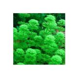 Limnophila Heterophylla Saksı Canlı Bitki