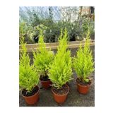 Limon Çamı Fidanı 40 Adet Tüplü Mini Boy 15-30cm Bahçe Çit Bitkisi