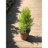 Limon Çamı (Limon Servi) 40-60 cm