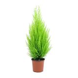 Limon Çamı Limoni Servi 30-60 Cm
