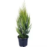 Limon Çamı Limoni Servi (Cupressus Macrocarpa) 10-20 Cm