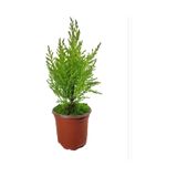 Limon Çamı Limoni Servi Cupressus Macrocarpa Goldcrest 25-30 CM
