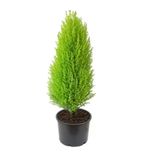 Limon Çamı Limoni Servi Fidanı 1 Yaşında 30-35 Cm