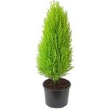 Limon Çamı Servi Fidanı 30-60 cm
