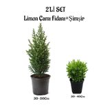 Limon Çamı(Servi)(30-50Cm)+ Çalı Şimşiri(30-40Cm) 2 'Li Set Saksılı Dış Mekan Bitkisi, SRD04022025BYB919