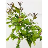 Limon Fidanı Çiçekli Aşılı Fidan Yediveren Limon Fidanı