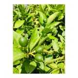 Limon Fidanı Meyveli Limon Ağacı Fidanı Yediveren Mayer Limon Fidanı Meyveli Limon Fidanı YDVRN31
