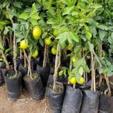 Limon Fidanı Yediveren 90/120 Santim Boyunda