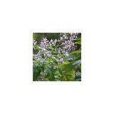 Limon Kokulu Aloysia Triphylla Limon Otu Çiçeği Fidanı 10-20 Cm