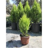 Limon Kokulu Çam Ağacı 30-40 cm Limoni Servi Cupressus
