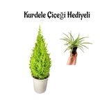 Limon Kokulu Limon Çamı Sevgililer Gününe Özel Kurdele Çiçeği Hediyeli, BTS001NA2408