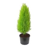 Limon Kokulu Limoni Servi 30-60 Cm Tüplü Dış Mekan Bitkileri Cupressus