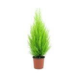 Limon Kokulu Limoni Servi Cupressus Ev Ofis Salon Çamı 30-40 Cm, BTSR573
