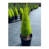 Limon Kokulu Limoni Servi Cupressus Ev Ofis Salon Çamı 30-45 Cm, BTSR217