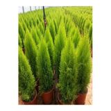Limon Kokulu Limoni Servi Fidanı 35-65Cm (Limoni Servi Çam Ağacı)
