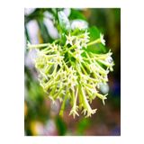 Limon Kokulu Melisa Fidanı 10-20 Cm