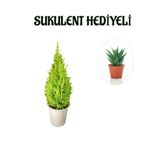 Limon Kokulu Salon Limon Çamı Sevgililer Gününe Özel Sukulent Hediyeli, SRD30012025BYB903