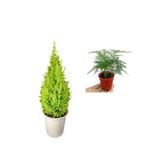Limon Kokulu Salon Limon Çamı Sevgililer Gününe Özel Tül Kuşkonmaz