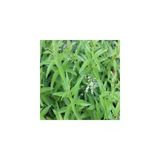 Limon Otu Çiçeği Fidanı 10-20 Cm