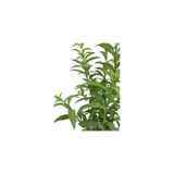 Limon Otu Melisa Çiçeği Fidanı 5 Adet 10-20 Cm