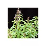 Limon Otu Melisa Fidanı Fidesi 10-20 Cm