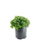 Limon Sarı Kasımpatı Fidanı Saksılı Krizantem Chrysanthemum 10-20 Cm