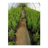 Limon Selvi 10 Adet Kokulu Limon(Cupressus Macrocarpa Goldcrest) Saksılı 30-35 cm