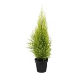 Limon Selvi - 30 - 45 Cm