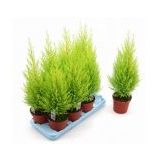 Limon Servi Bonsai Ağacı Tohumu 5 Tohum + Süpriz Bonsai Tohumu
