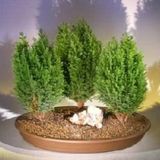 LİMON SERVİ BONSAİ AĞACI TOHUMU