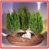 LİMON SERVİ BONSAİ TOHUMU (saksı toprak seti)