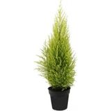 Limon Servi Çamı 35-40 Cm Saksılı