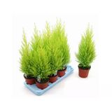 Limon Servi Çamı Saksılı 30-60 Cm