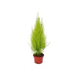 Limon Servi Fidanı 20-30 Cm