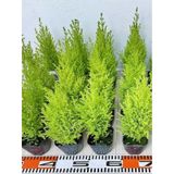 Limoni Limon Çamı Fidanı 20 Adet Tüplü 15-20cm Dış Mekan Bahçe Dekorasyon Ağacı