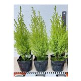 Limoni Limon Çamı Fidanı 20 Adet Tüplü 15-25cm Dış Mekan Bahçe Dekorasyon Ağacı