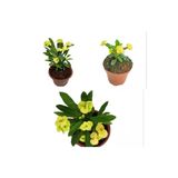 Limoni Sarı Dikenler Tacı Çiçeği Fidanı 10-20 Cm