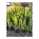 Limoni Servi 100Cm Tüplü